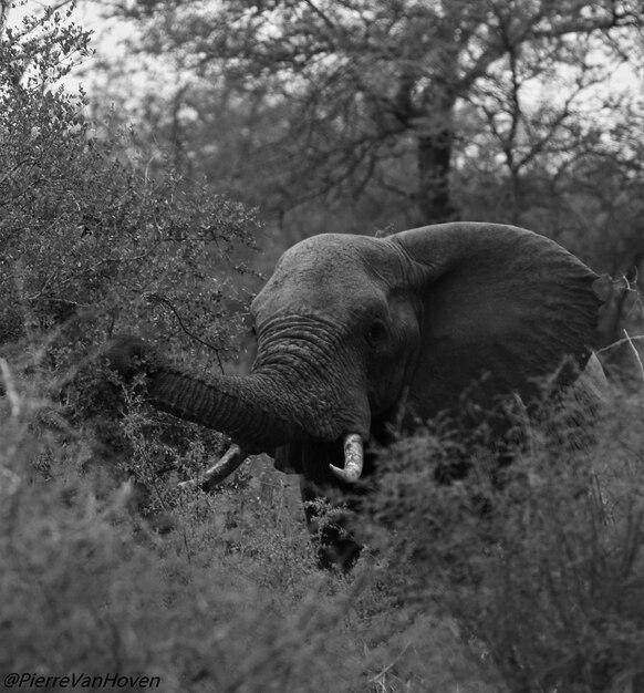 Photo elephant in tree