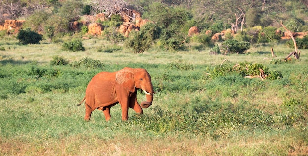 A elephant on trek through the savanna