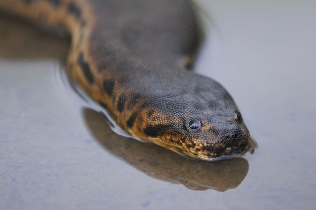 ジャワヤスリヘビは、インドネシア諸島に固有のミズベヘビの一種です。