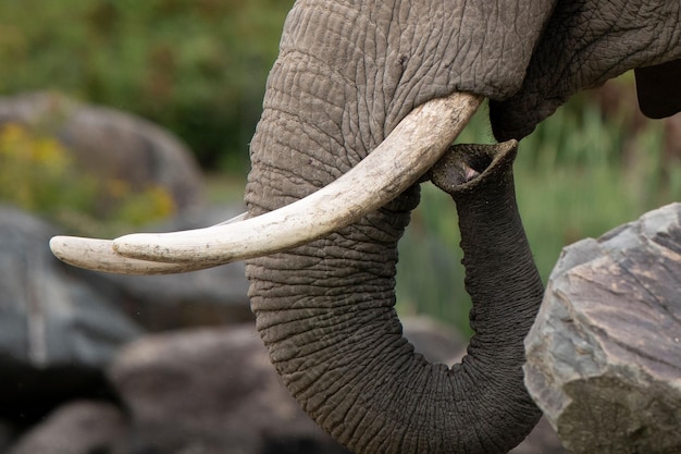 Photo elephant trunk and tusks