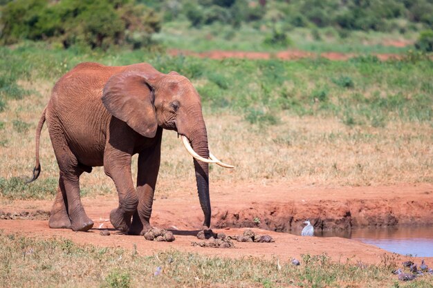 Elefante che cammina lungo una riva