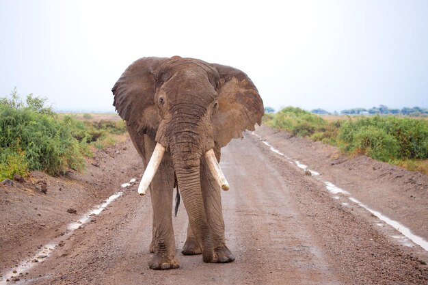 Foto elefante che cammina sulla strada sterrata