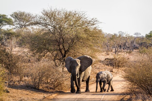 Elefante che cammina in un campo