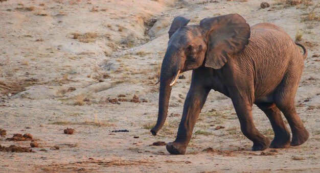 Foto elefante che cammina in un campo