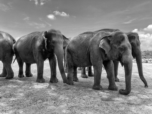 Foto elefante che cammina in un campo