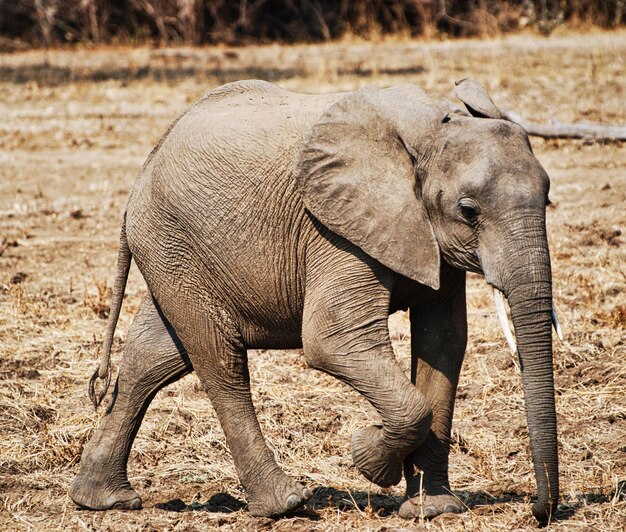 Elephant walking in a field