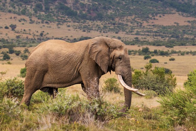 Elefante che cammina in un campo