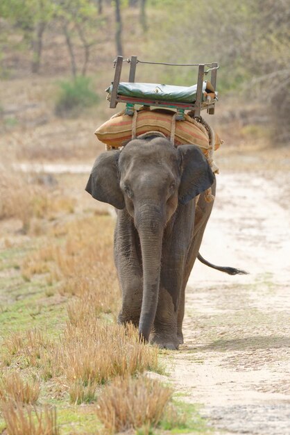 Photo elephant walking on a field