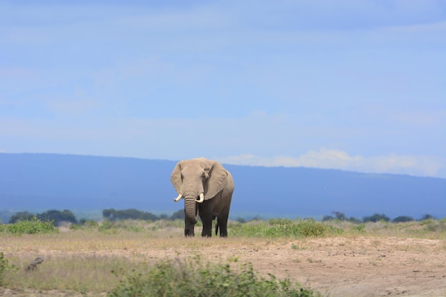 Фото Слон, гуляющий по полю.