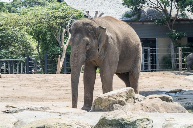 岩の後ろを歩くゾウ