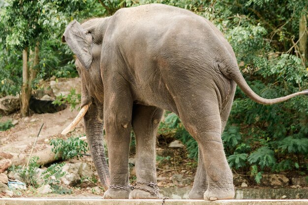 Elephant walking in a sunlight