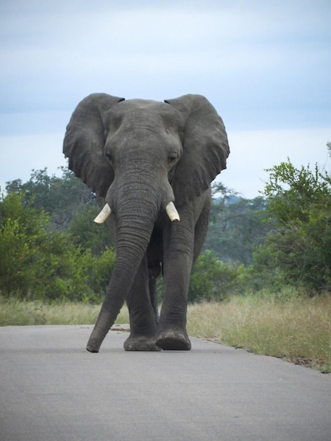 Foto elefante che cammina verso un'auto nel parco nazionale kruger in sudafrica