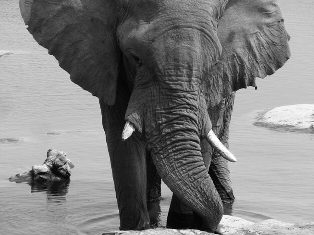 Foto elefante che cammina in una pozza d'acqua