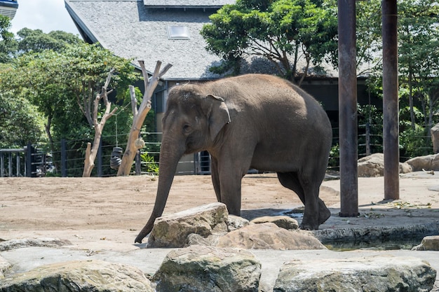 Elephant walking