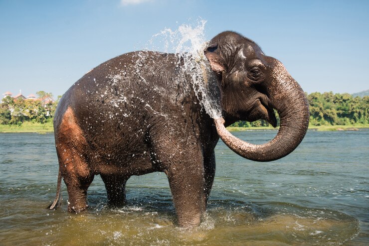 Elephant washing in the river