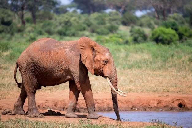 Elephant on the waterhole in the savannah of Kenya