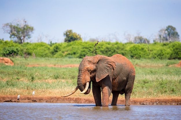 Un elefante sul waterhole nella savana del kenya