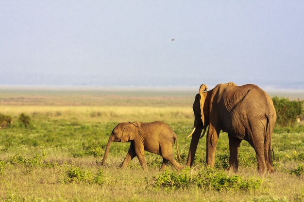 Elephant with baby. Savanna of Amboseli, Kenya