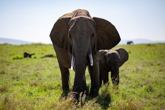 Elephant with a calf in a green field of trees