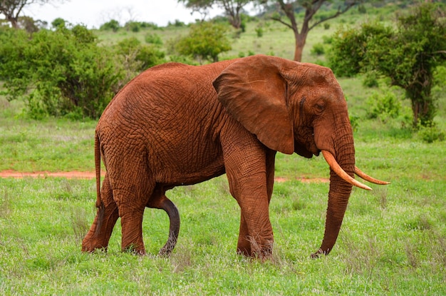 Tsavo East 국립 공원 케냐 아프리카에서 걷는 발기된 성기를 가진 코끼리