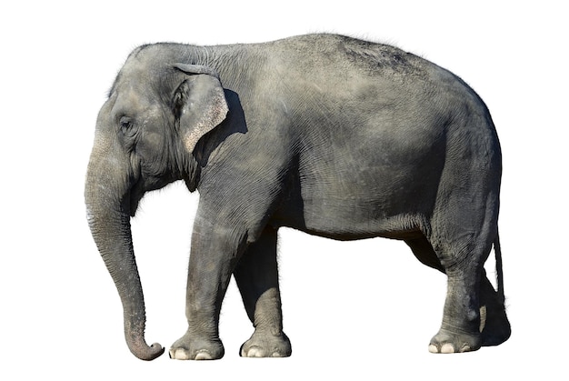 an elephant with a white background that says quot elephant quot