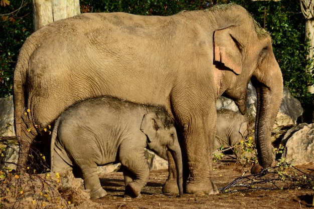 Photo elephant in zoo