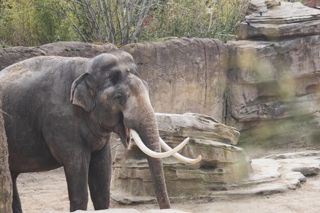 Photo elephant in a zoo