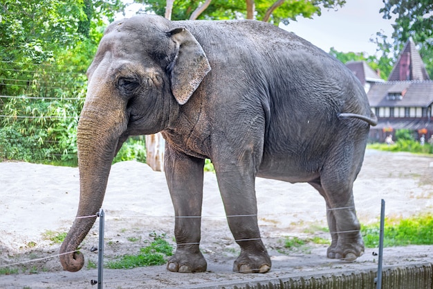 Un elefante in uno zoo