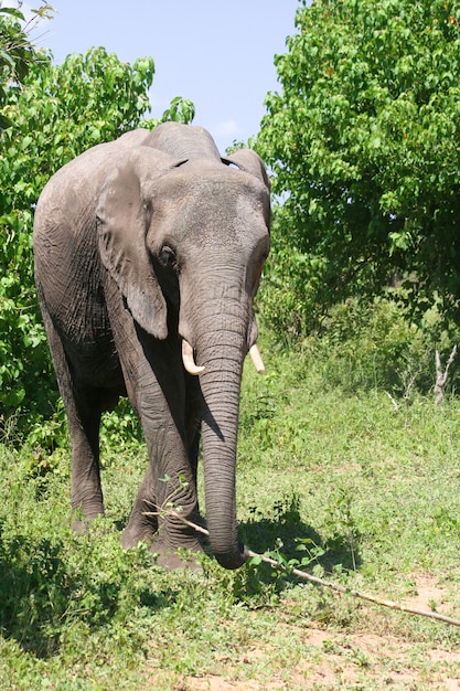 elephant