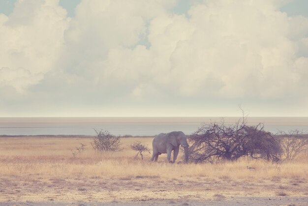 Elephants  in african  savannah.