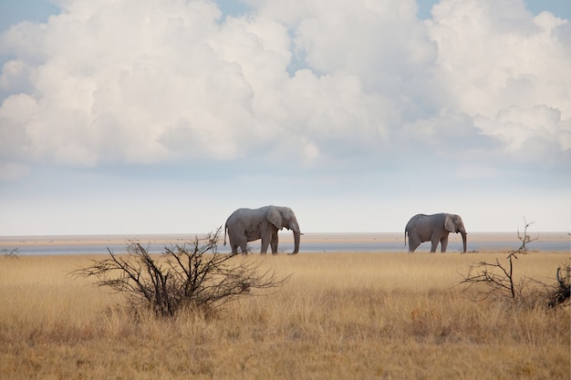 Elephants  in african  savannah.