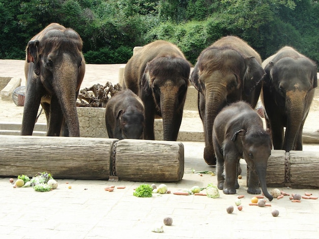 写真 動物園のゾウと小牛