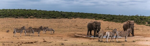 写真 空に向かってフィールドに立っているゾウとゼブラ