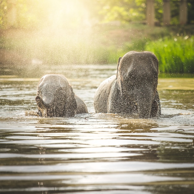 写真 川で泳いでいるゾウ