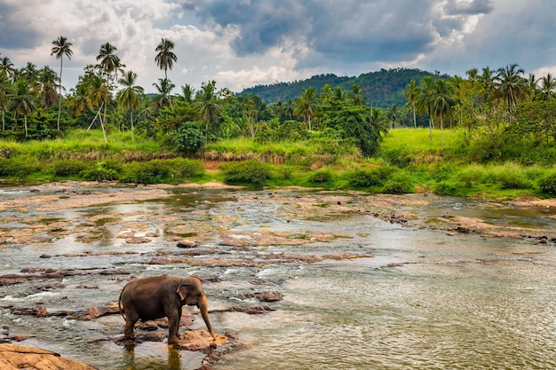 Foto elefanti fare il bagno nel fiume pinnawala elephant orphanage sri lanka