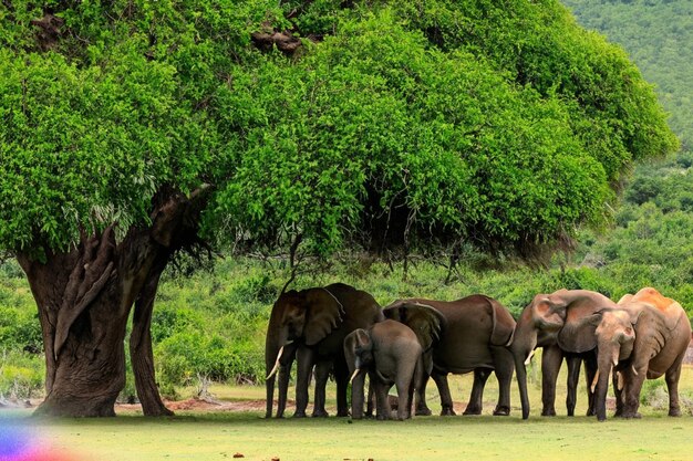 Elephants under the big green tree in the wilderness