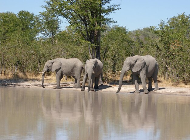 Elephants in Botswana