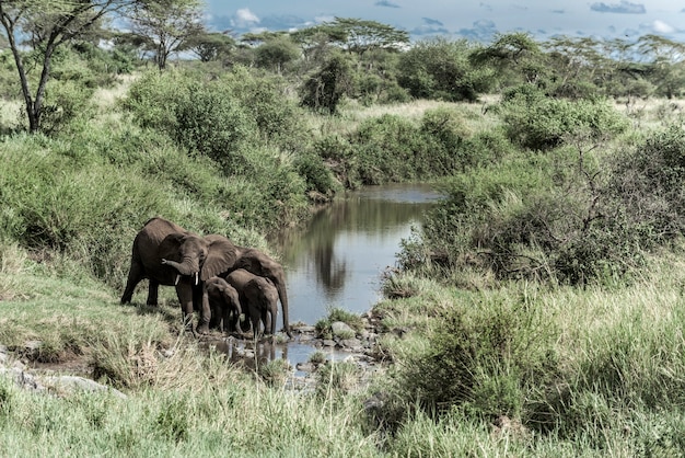 Слоны и теляты пьют в ручье в национальном парке Серенгети