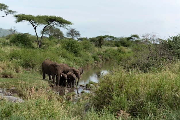 Photo elephants and calfs drinkink in watercourse in serengeti national park