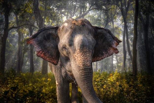 Elephants in Chitwan