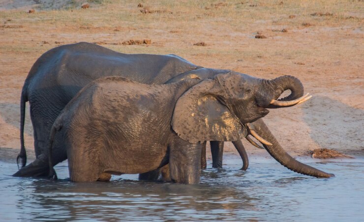 Photo 湖で水を飲むゾウ
