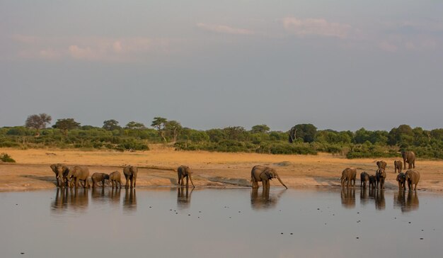 Photo elephants drinking water in lake