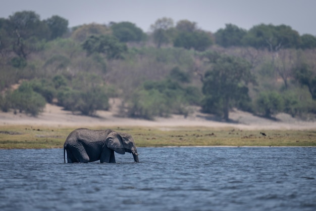 Photo elephants drinking water