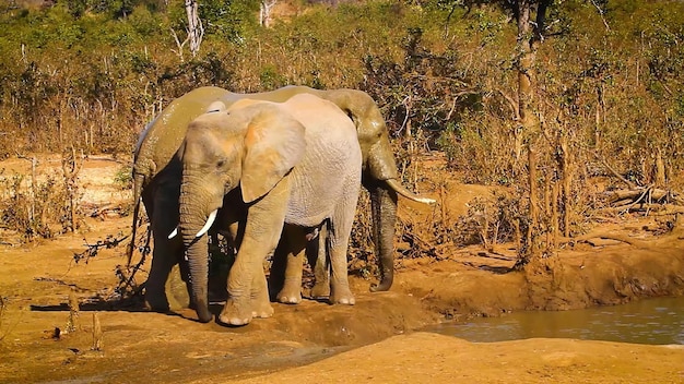 野生で水を飲むゾウ