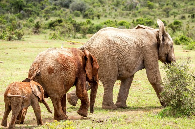 Elephants family