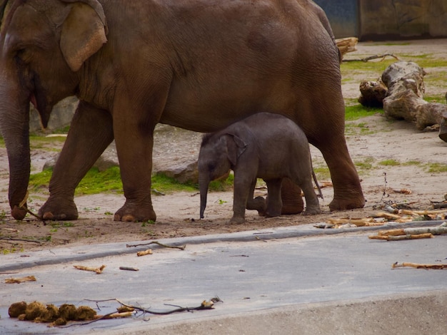 Foto elefanti sul campo allo zoo