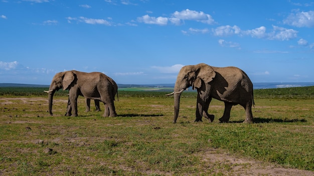 Foto elefanti sul campo
