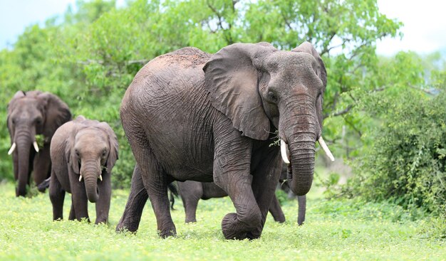 Elephants in a field