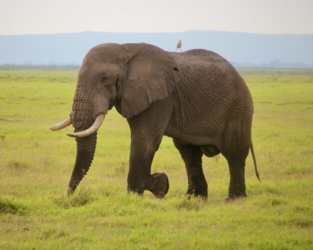 Elephants on field