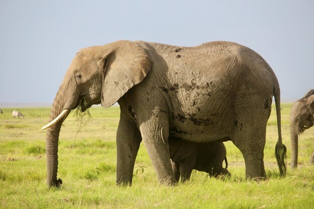 Elephants on field